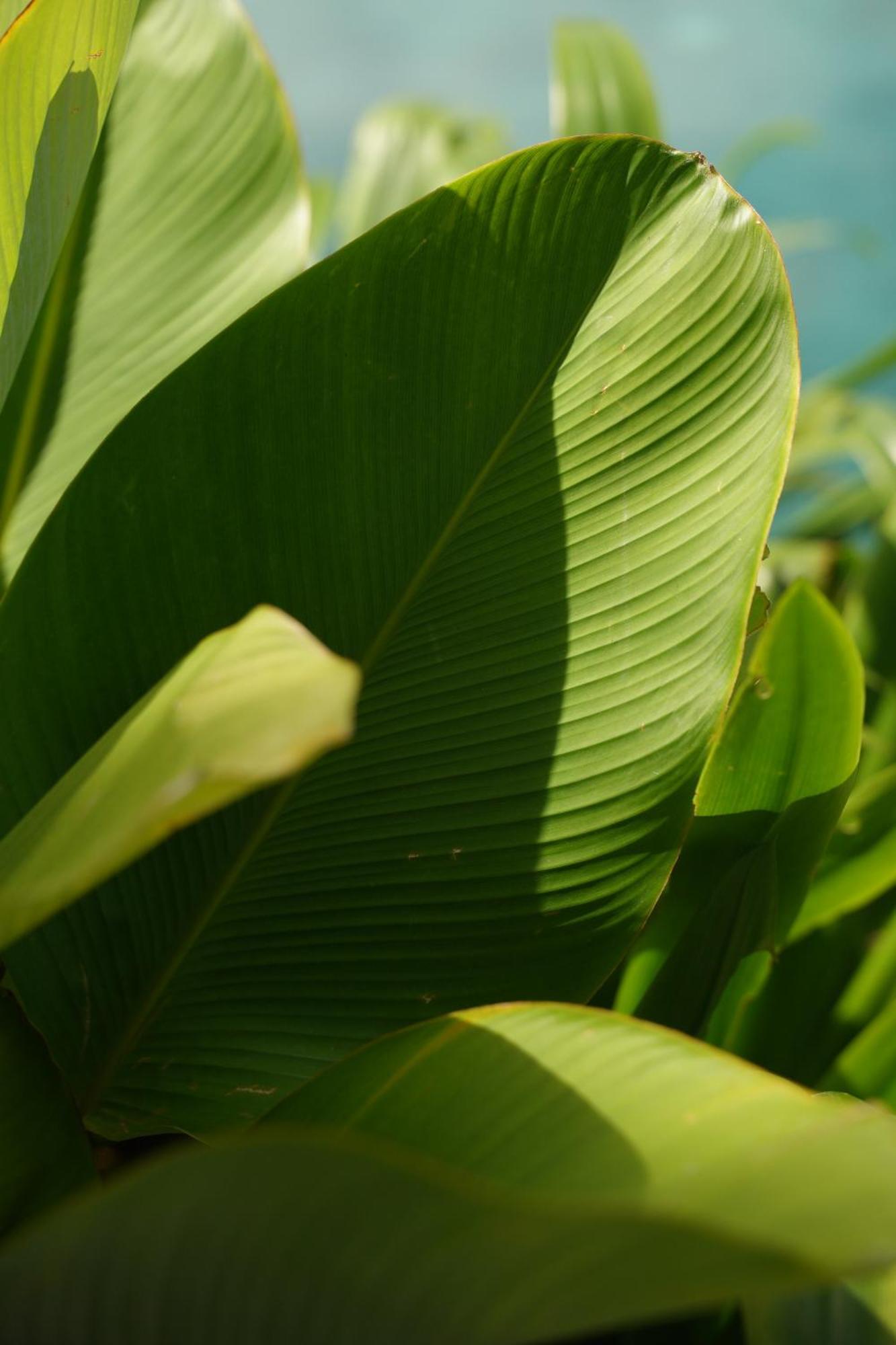The Garcia Ubud Hotel & Resort Esterno foto
